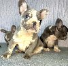 Francuski Buldog PRELEPI štenci ponuda Kućni ljubimci