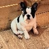 Francuski Buldog PRELEPI štenci na prodaju ponuda Kućni ljubimci