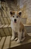 Japanska Akita žensko štene ponuda Kućni ljubimci