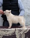 Sibirski Haski štenci potreba Kućni ljubimci