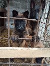 Belgijski Ovčar (Malinoa) štenci ponuda Kućni ljubimci