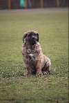 Presa Canario prelepi štenci ponuda Kućni ljubimci