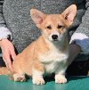 Velski korgi/Welsh Corgi Pembroke POVOLJNO potreba Kućni ljubimci