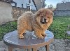 Na prodaju stene Chow Chow staro tri meseca potreba Kućni ljubimci