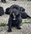Cane Corso štenci ponuda Kućni ljubimci