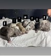 American bully pocket potreba Kućni ljubimci