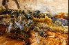 Prodajem propolis rastvor ponuda Poljoprivreda
