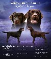 Labrador, prelepi ženski štenci ponuda Kućni ljubimci