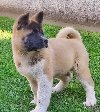 Americka akita, štenci ponuda Kućni ljubimci