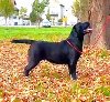 Na prodaju ženka LABRADORA, šampionskog porekla, potreba Kućni ljubimci