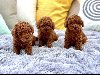 Teddy bear toy PUDLE – malene, prelepe ponuda Kućni ljubimci