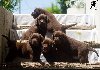 Labrador retriver štenci ponuda Kućni ljubimci