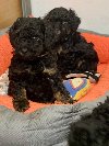 Toy Pudle Black & Tan Pedigree ponuda Kućni ljubimci