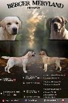 Stenci LABRADOR retrivera potreba Kućni ljubimci Stenci LABRADOR retrivera potreba Kućni ljubimci