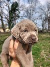 Silver labradori potreba Kućni ljubimci