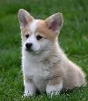 Velski korgi/Welsh Corgi Pembroke potreba Kućni ljubimci