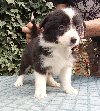 BORDER COLLI top stenad ponuda Kućni ljubimci