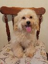 MALTIPOO ponuda Kućni ljubimci