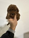 Toy crvene pudle! ponuda Kućni ljubimci