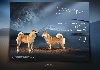 Šampionsko leglo Shiba inu potreba Kućni ljubimci