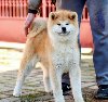 Akita Inu potreba Kućni ljubimci