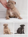 Exotic pit bull stenci na prodaju ponuda Kućni ljubimci