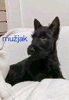 Škotski terijer štenci potreba Kućni ljubimci