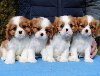 Dostupni štenci Cavalier King Charles spanijela potreba Kućni ljubimci