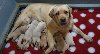 Labrador retriver štenci ponuda Kućni ljubimci