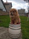 Na prodaju stene Chow Chow prelepog izgleda ponuda Kućni ljubimci Na prodaju stene Chow Chow prelepog izgleda ponuda Kućni ljubimci