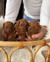 Teddy bear toy PUDLE – malene, ponuda Kućni ljubimci