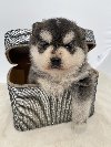 Pomsky- pomski, patuljasti i mini ponuda Kućni ljubimci