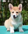 Velski korgi/Welsh Corgi Pembroke potreba Kućni ljubimci