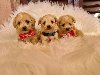 Mini Maltipoo PRELEPI štenci ponuda Kućni ljubimci