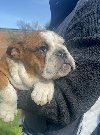 Engleski buldog ponuda Kućni ljubimci
