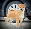 Shiba Inu štenci ponuda Kućni ljubimci