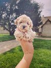 Maltipoo ponuda Kućni ljubimci