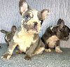 Francuski Buldog PRELEPI štenci potreba Kućni ljubimci
