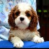 Cavalier King Charles španiel - blenheim i tricolo ponuda Kućni ljubimci
