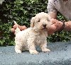 MALTIPOO potreba Kućni ljubimci