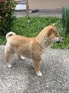 Šampionsko leglo Shiba inu ponuda Kućni ljubimci