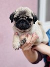 Mops žensko štene na prodaju ponuda Kućni ljubimci