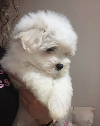 Coton de Tulear (Tulearski pas) stenci potreba Kućni ljubimci