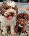 Dostupno novo leglo LAGOTTO ROMANJOLO potreba Kućni ljubimci