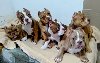 American Bulli Exotic / Pocket ponuda Kućni ljubimci