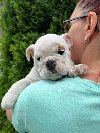 Engleski buldog, žensko štene potreba Kućni ljubimci Engleski buldog, žensko štene potreba Kućni ljubimci