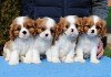 Dostupni štenci Cavalier King Charles španijela potreba Kućni ljubimci