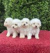 Na prodaju Bichon stenci potreba Kućni ljubimci