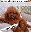 Teddy bear toy PUDLE – malene, prelepe potreba Kućni ljubimci Teddy bear toy PUDLE – malene, prelepe potreba Kućni ljubimci