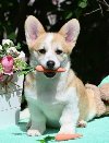 Velski korgi/Welsh Corgi Pembroke ponuda Kućni ljubimci